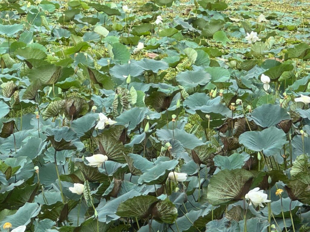 white lotus